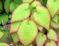 Epimedium x rubrum Sweetheart